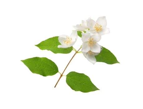 Isolated branch of blossoming jasmine on the white