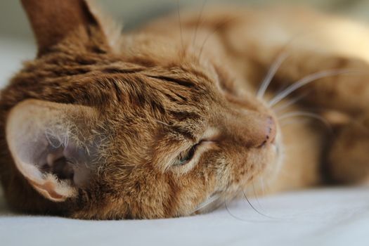 My Cat Spikey while playing, hunting and relaxing in the Sun. Photos are made in my house in Vienna