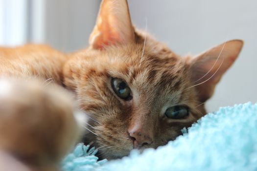 My Cat Spikey while playing, hunting and relaxing in the Sun. Photos are made in my house in Vienna