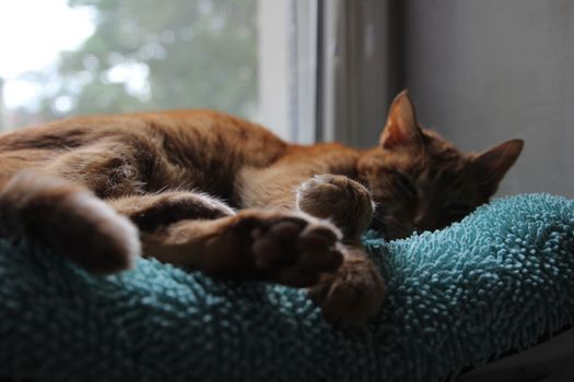 My Cat Spikey while playing, hunting and relaxing in the Sun. Photos are made in my house in Vienna