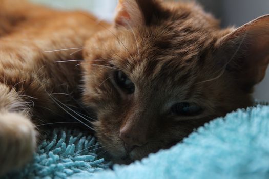 My Cat Spikey while playing, hunting and relaxing in the Sun. Photos are made in my house in Vienna