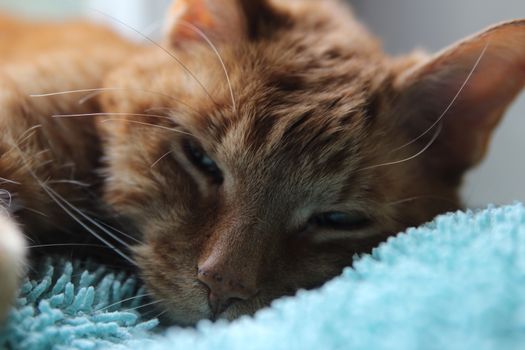 My Cat Spikey while playing, hunting and relaxing in the Sun. Photos are made in my house in Vienna