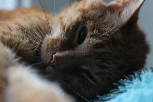 My Cat Spikey while playing, hunting and relaxing in the Sun. Photos are made in my house in Vienna