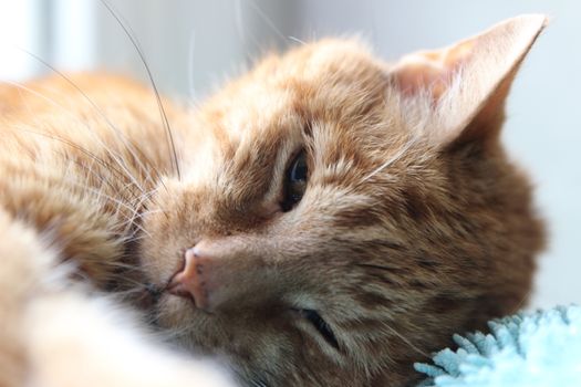 My Cat Spikey while playing, hunting and relaxing in the Sun. Photos are made in my house in Vienna