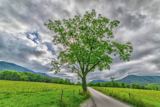 A beautiful horizontal shot of a Cades Cove tree in Springtime with a cloudy sky and mountains in the background.