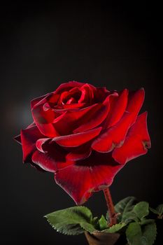 Red rose close-up on a black background