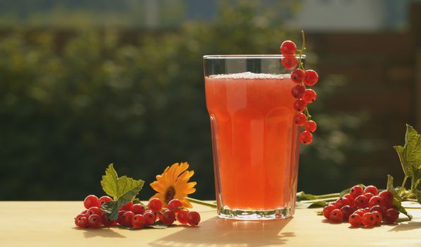 Close up glass of currant fruit drink, bunch of red currant and gerbera on the table. Summer still life. Macro shooting. Fresh healthy food