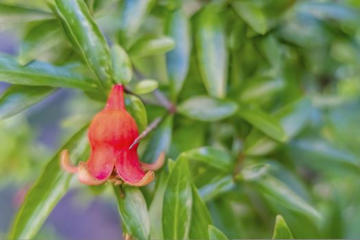 pomegranate flowers on tree branches