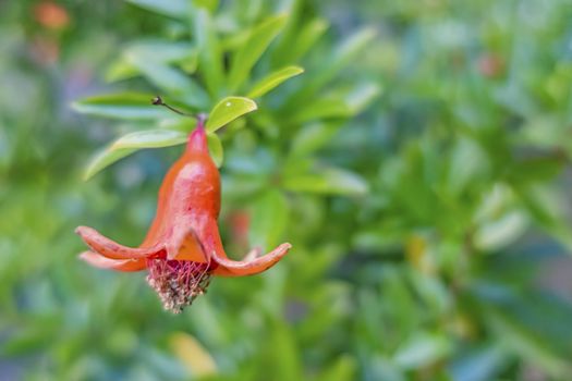 pomegranate flowers on tree branches