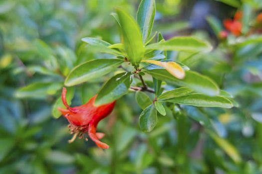 pomegranate flowers on tree branches