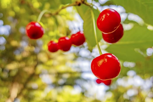 red sour cherries on a branch
