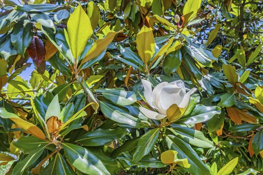magnolia tree and flowers in nature