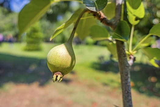 pear tree and fruits in nature