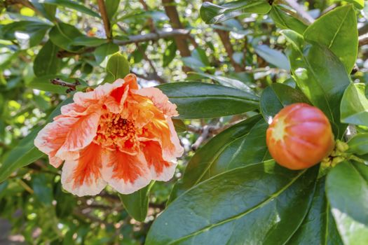 pomegranate flowers on tree branches