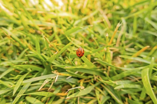 ladybird on a green leaf
