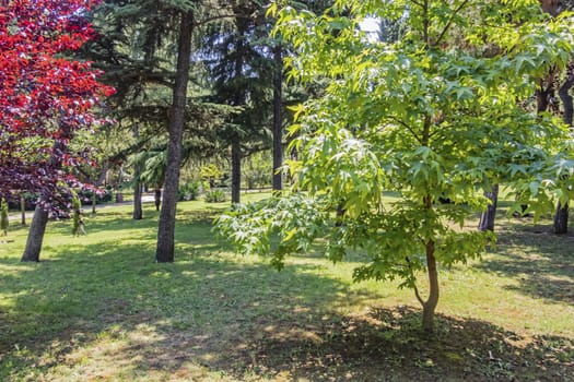 trees in the garden and public park