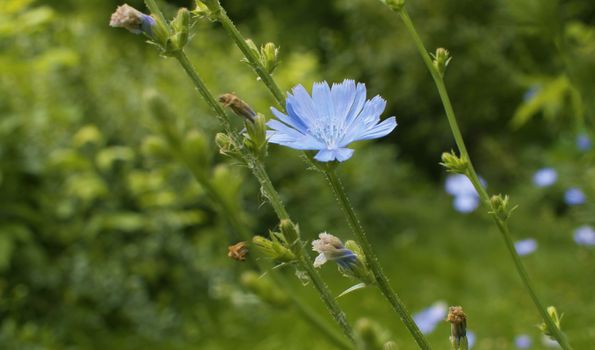 Close up view of blue chicory flower on the grass in the park. Macro shooting, camera slowly moving along the flowers. Seasonal scene. Natural background