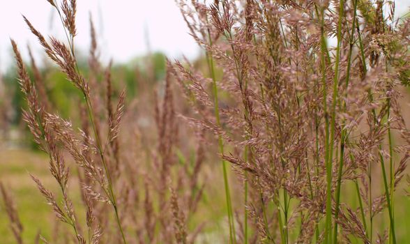 Close up view of the wild cereal seeds by blowing wind in summer on the lawn. Macro shooting. Seasonal scene. Natural background