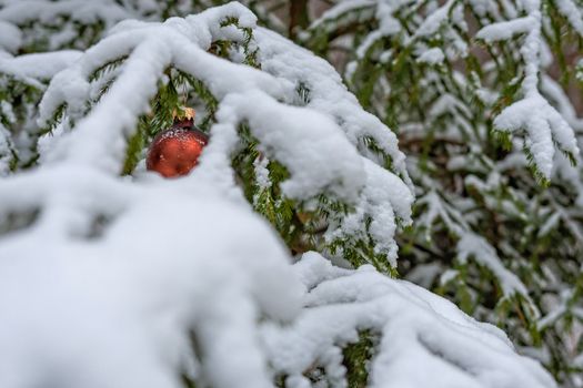 Red Christmas Ball on the snow covered Fir Branch
