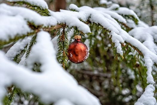 Red Christmas Ball on the snow covered Fir Branch