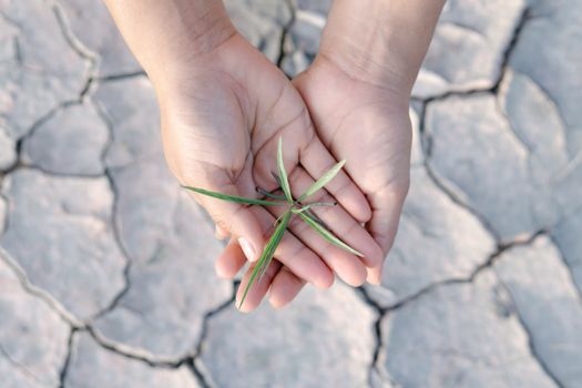 Woman hand holding seedlings are growing from arid soil with morning sun is shining, concept of global warming.