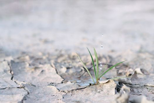 Watering  seedlings are growing from arid soil with morning sun is shining, concept of global warming.