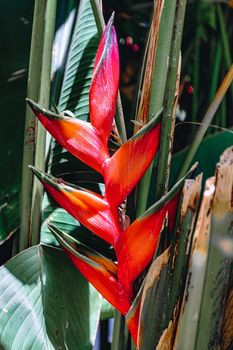 beautiful red Heliconia, flowering plants in the monotypic family Heliconiaceae. Ethiopia wilderness