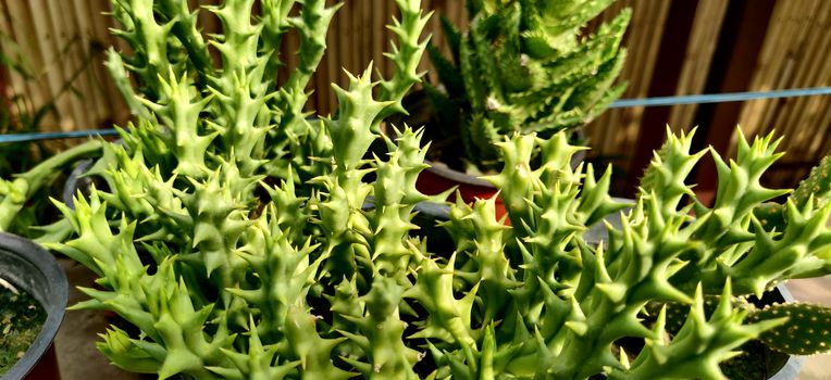 Green Stapelia succulent plant with thorns inside the plant nursery in New Delhi, India