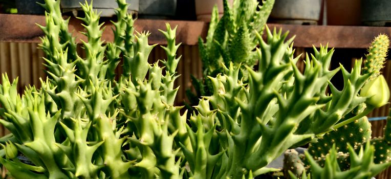 Green Stapelia succulent plant with thorns in nursery inside the plant nursery in New Delhi, India