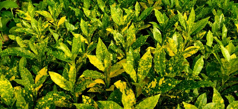 Green and yellow garden corton, Japanese laurel plants of different shade inside the plant nursery in New Delhi, India