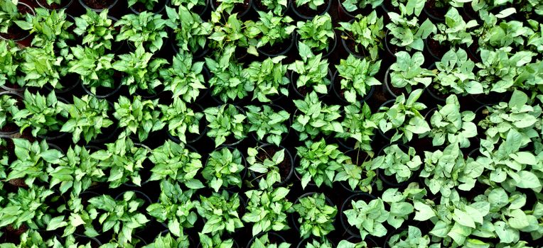 Little green plants stacked neatly in a nursery inside the plant nursery in New Delhi, India