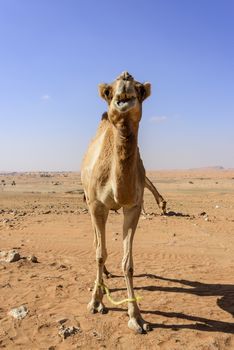 Camel looking at the camera with the front legs attached (to avoid the camels to go to far from the farm)