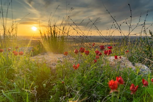 Red Flowers and green grass in ecology walk for nature