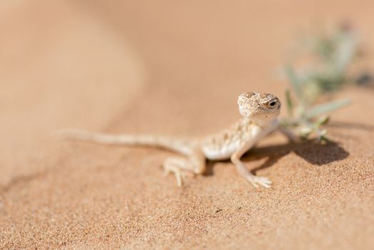 The Arabian toad-headed agama (Phrynocephalus arabicus) is a member of the Agamidae family, also known as the chisel-teeth lizards due to the compressed, fused teeth being firmly attached to the upper jaw, unlike most other lizards which have loosely attached teeth. He was posing close to a flower in the Desert of Sharjah, United Arab Emirates. He was hinting flies and was not disturb at all by my presence giving me the opportunity to take this close-up shot.