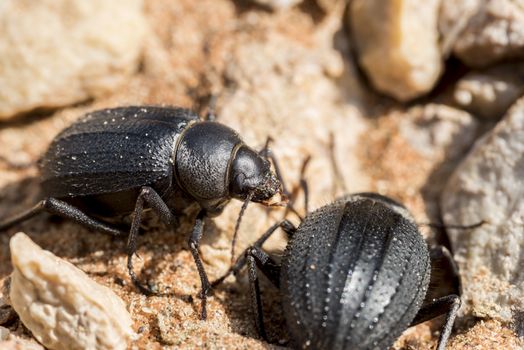 Scarab beetles are found all over the UAE, due to the fact that there large number of camels and goats around. In the sandy regions they are more common, as it is easier to dig to bury their brood balls. Telecoprid is the most common seen around the area. Adults feed mostly on the dung that they collect, but can also be seen feeding on fruits. Some have been seen eating carrion