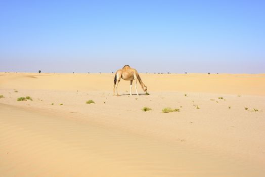 Camel walking in the Desert, Dubai Emirates, UAE