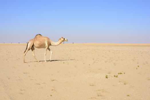 Camel walking in the Desert, Dubai Emirates, UAE