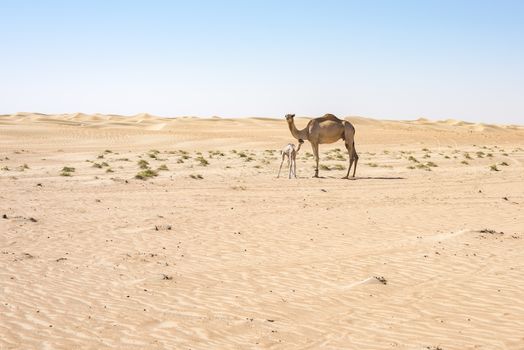 Camel protecting her kid just born few minutes ago (we can still see the umbilical cord from the young one). Dubai Emirates, United Arab Emirates