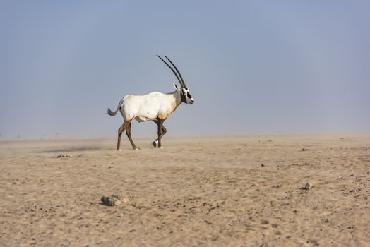 An Arabian oryx walking in Dubai Desert against a small sandstorm, United Arab Emirates