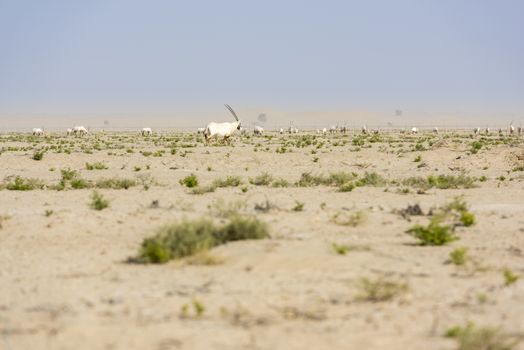 Group of Arabian oryx in a park near the Dubai bycicle track in the desert.