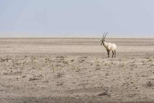 The Arabian oryx was extinct in the wild by the early 1970s, but was saved in zoos and private reserves, and was reintroduced into the wild starting in 1980. It was only saved from extinction through a captive breeding program and reintroduction to the wild.