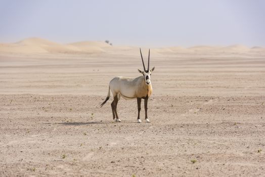 The Arabian oryx was extinct in the wild by the early 1970s, but was saved in zoos and private reserves, and was reintroduced into the wild starting in 1980. It was only saved from extinction through a captive breeding program and reintroduction to the wild.