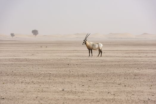 The Arabian oryx was extinct in the wild by the early 1970s, but was saved in zoos and private reserves, and was reintroduced into the wild starting in 1980. It was only saved from extinction through a captive breeding program and reintroduction to the wild.