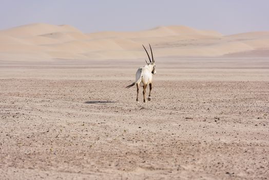 The Arabian oryx was extinct in the wild by the early 1970s, but was saved in zoos and private reserves, and was reintroduced into the wild starting in 1980. It was only saved from extinction through a captive breeding program and reintroduction to the wild.