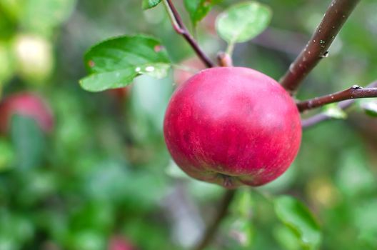Red  apple hanging from a tree in an orchard, with dark blurred background