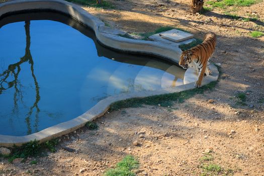 Portret of orange tiger at zoo of Tunisia.