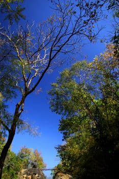 Ob Luang forest in winter season, Chiang Mai, Thailand