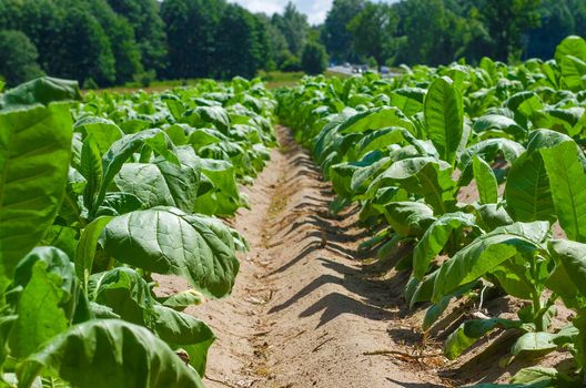 Tobacco plant, agriculture for the industry of tobacco products