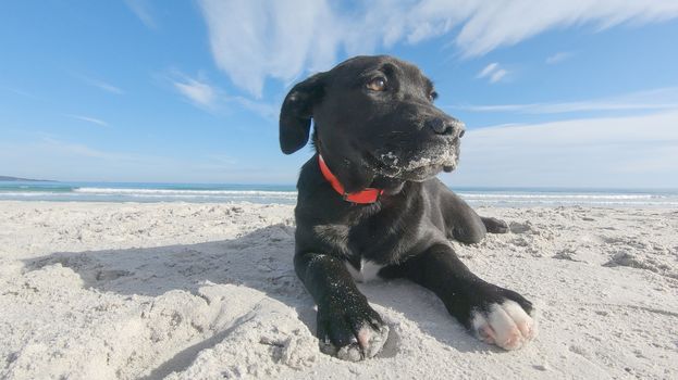 Close up of a sad black puppy dog with low ears abandoned on a white beach looking around for its family and master