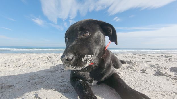 Close up of a sad black puppy dog with low ears abandoned on a white beach looking around for its family and master